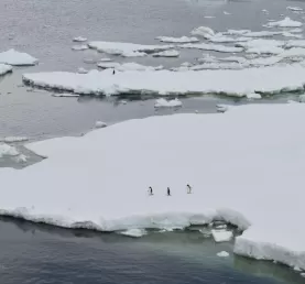 A few penguins on an iceberg in the Weddell Sea.