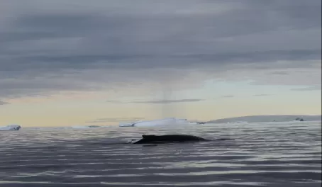 Capturing a blow from a zodiac as a humpback whale comes to the surface.