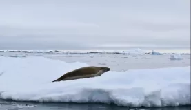 A crabeater seal in Pleneau Port Charcot.