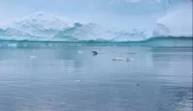 A porpoising penguin with an iceberg for a backdrop.
