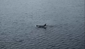 One of two orca whales our ship came upon in the Gerlache Strait.