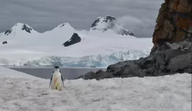 A chinstrap penguin on Half Moon Island.
