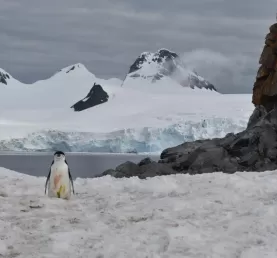A chinstrap penguin on Half Moon Island.