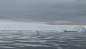 A humpback whale fluke in Lindblad Cove.