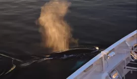 A humpback whale came right up to the ship before diving under to the other side.