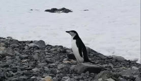 A lone chinstrap penguin on Half Moon Island.