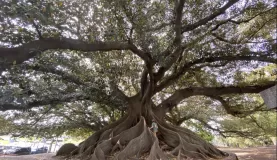 A huge rubber tree in Buenos Aires, sometimes referred to as Gomero de la Recoleta.