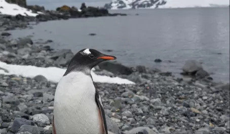 A lone gentoo penguin on Half Moon Island.