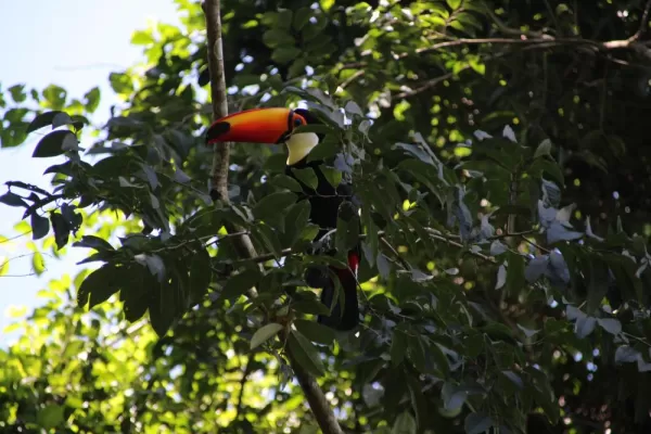 Toucan in Iguazu