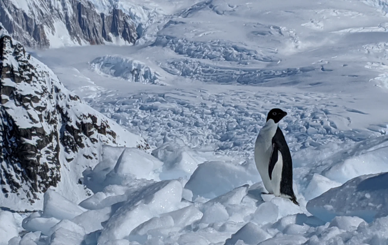Penguin!