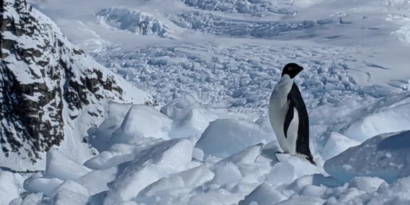 Penguin!