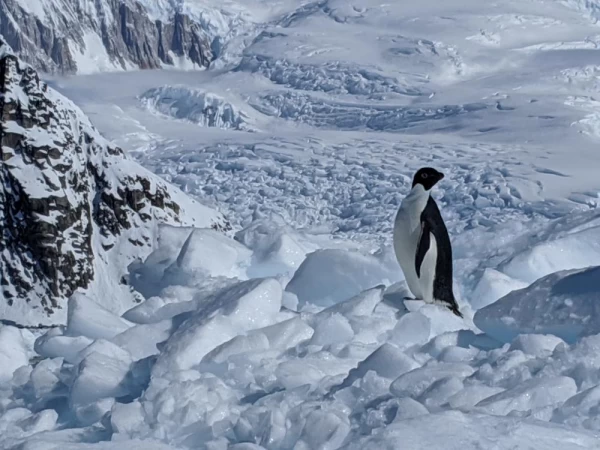 Penguin!