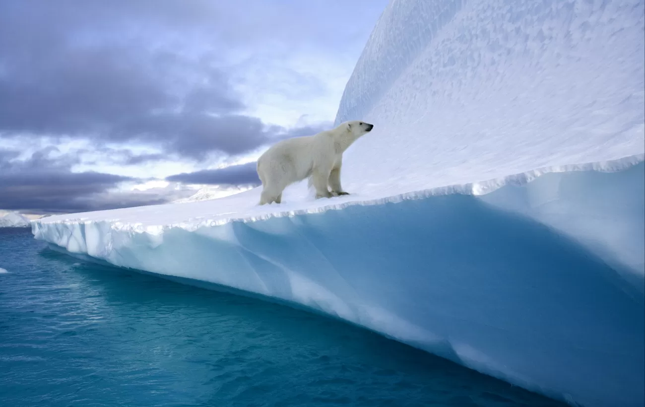 A polar bear wanders onto an iceberg in Greenland