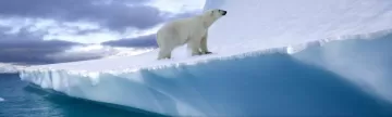 A polar bear wanders onto an iceberg in Greenland