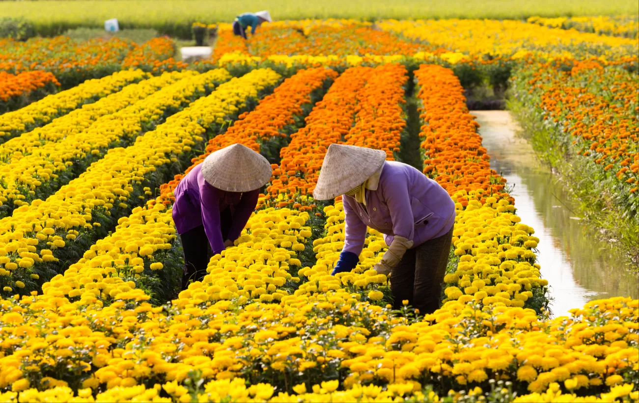 Flower farms in Sa Dec, Vietnam