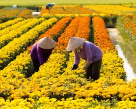 Flower farms in Sa Dec, Vietnam