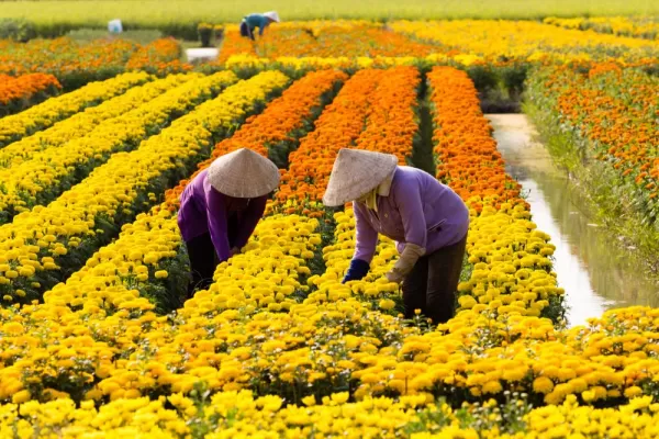 Flower farms in Sa Dec, Vietnam