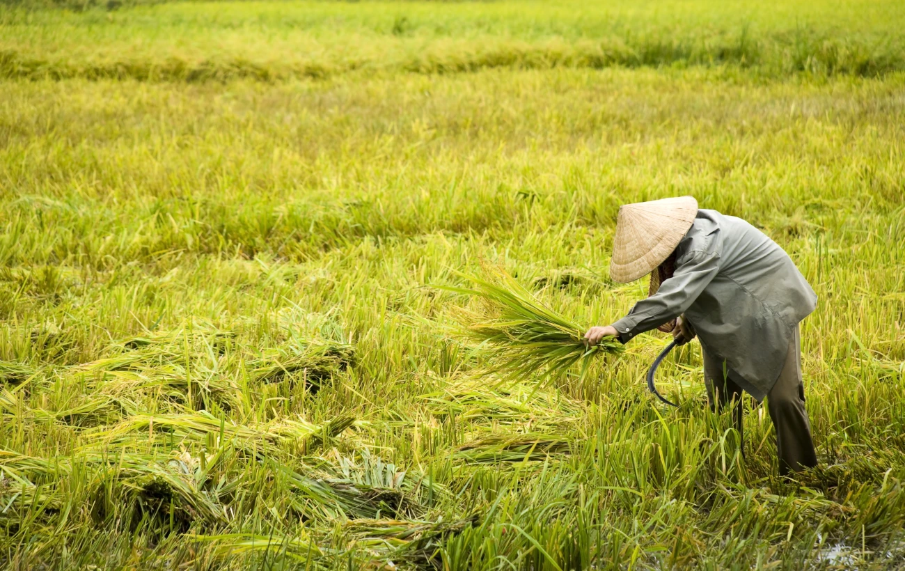 Harvesting rice in Vietnam