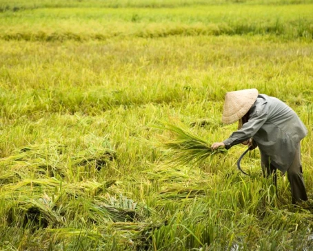 Harvesting rice in Vietnam