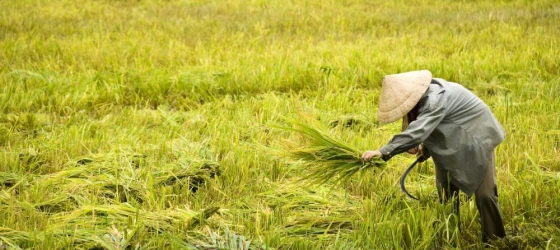 Harvesting rice in Vietnam