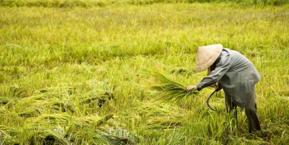 Harvesting rice in Vietnam
