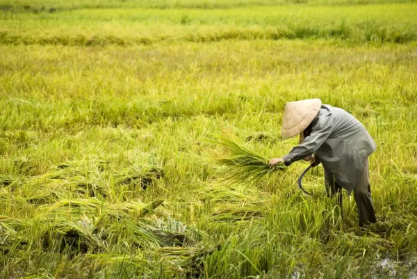 Harvesting rice in Vietnam
