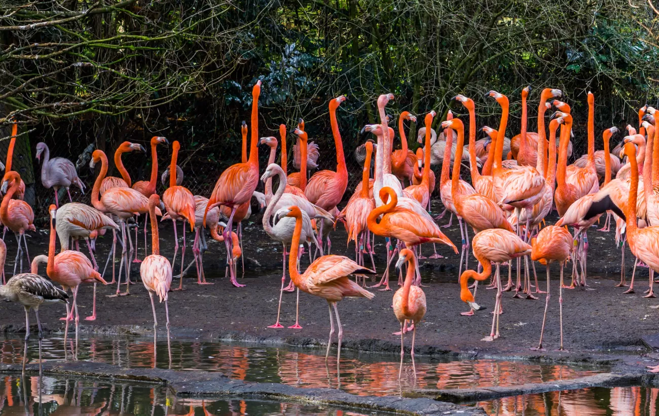 Brilliantly colored flamingos