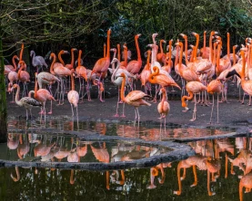 Brilliantly colored flamingos