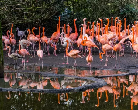 Brilliantly colored flamingos