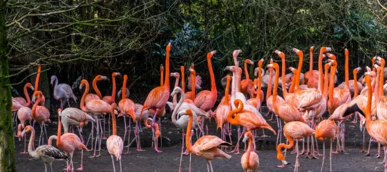 Brilliantly colored flamingos