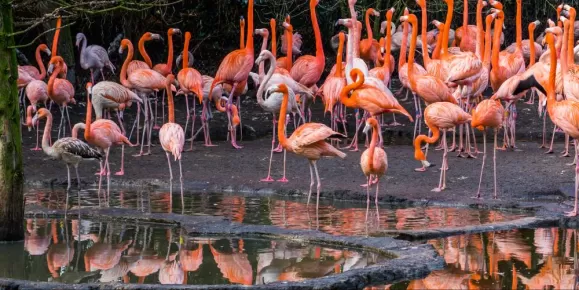 Brilliantly colored flamingos
