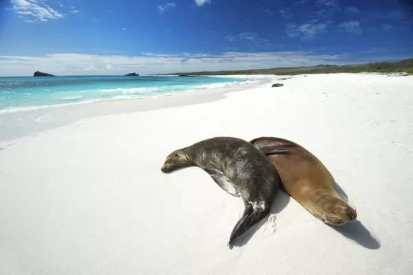 Two sea lions relaxing on the beach