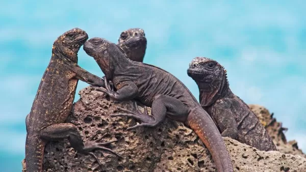 Marine iguanas piling on volcanic rock in the Galapagos