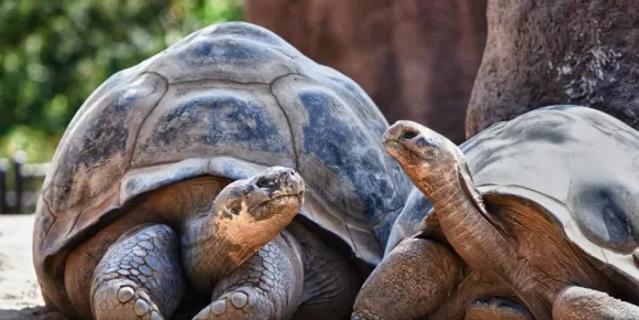 Two Galapagos tortoises