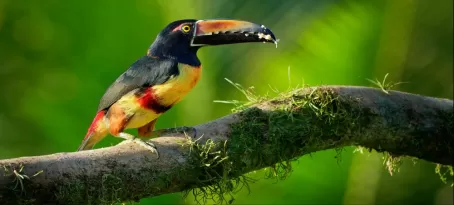 Spot wildlife such as the Collared Aracari in Belize
