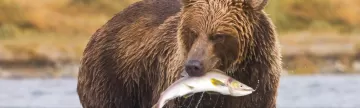A grizzly bear with its catch