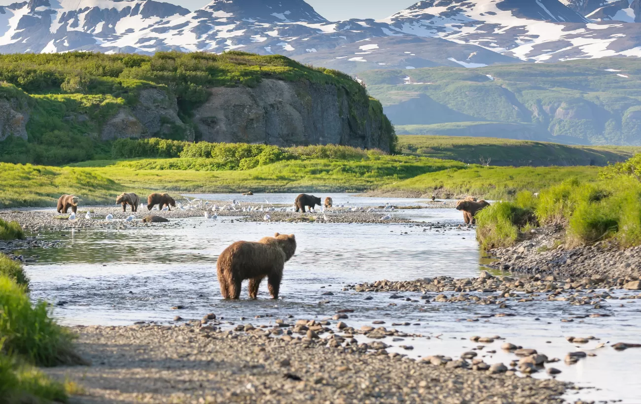 Brown bears fishing in the rivers of Alaska