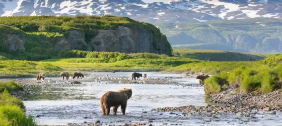 Brown bears fishing in the rivers of Alaska