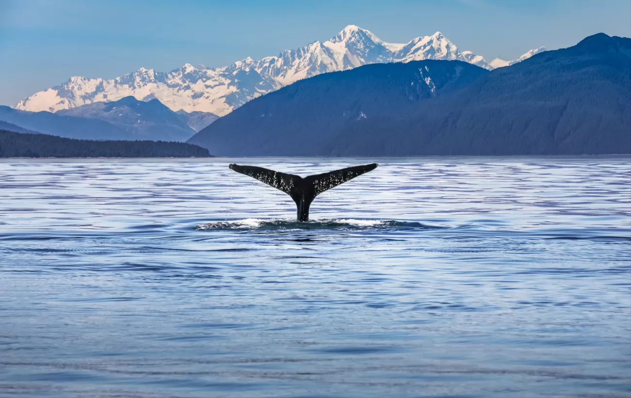 Look for whales in Alaska
