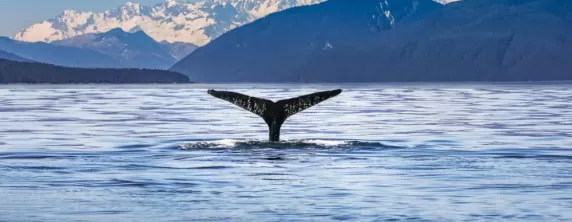 Look for whales in Alaska