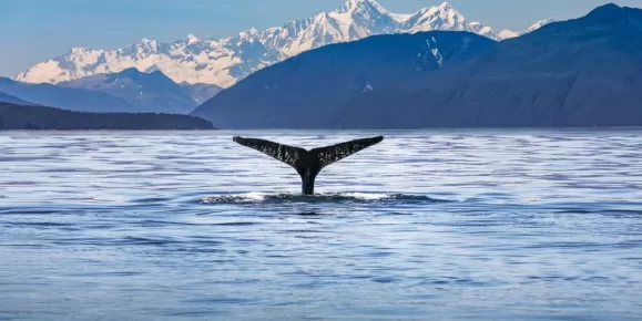Look for whales in Alaska