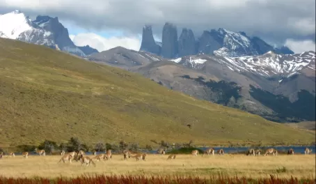 more guanacos in Torres del Paine park