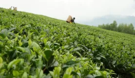 Visit tea farms in Malawi