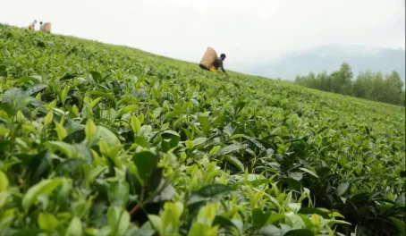 Visit tea farms in Malawi