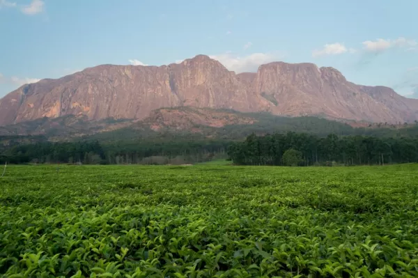 Tea fields in front of Mulanje Mountain
