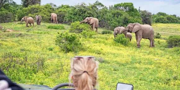 Look for elephants on a game drive