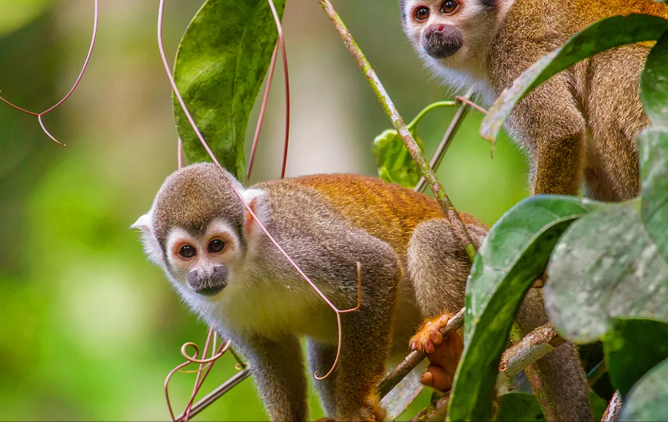 Fact Sheet - Rainforest Animals - Rainforest Action Network