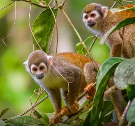 Spot monkeys in the rainforest canopy