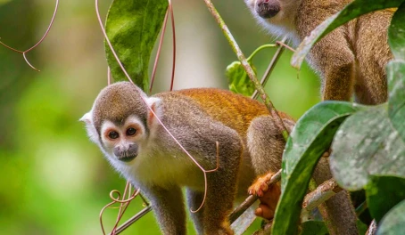Spot monkeys in the rainforest canopy