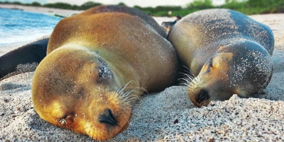 Sea lions nap on the sunny beaches of the Galapagos